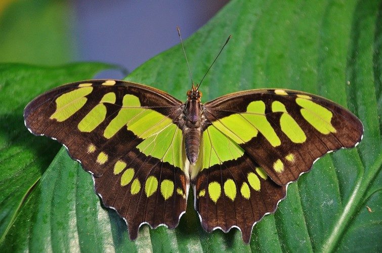 papillon-sur-une-feuille-verte-nature-images-photos-gratuites-libres-de-droits-1560x1033.jpg